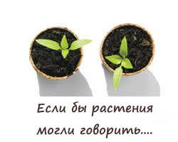 Блог Spectrum